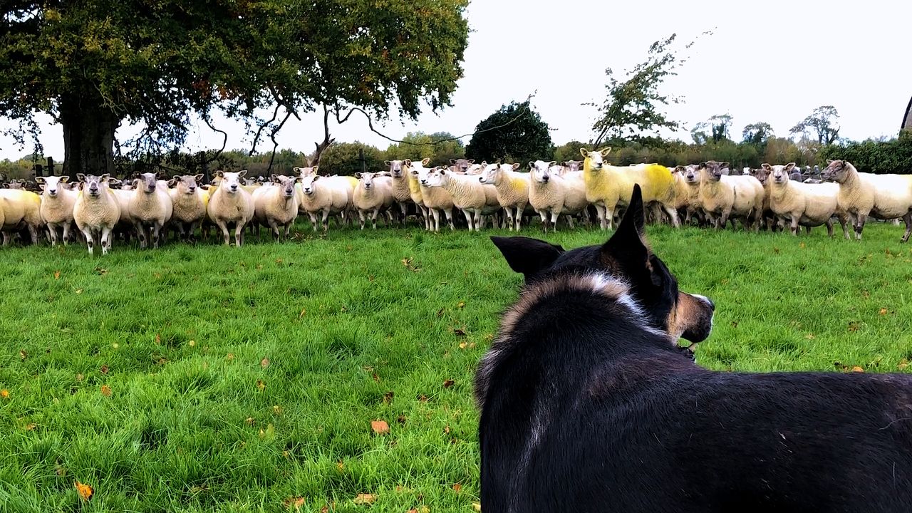 Video: Gerard Carey talks about the breeding season and this year's crop of lambs