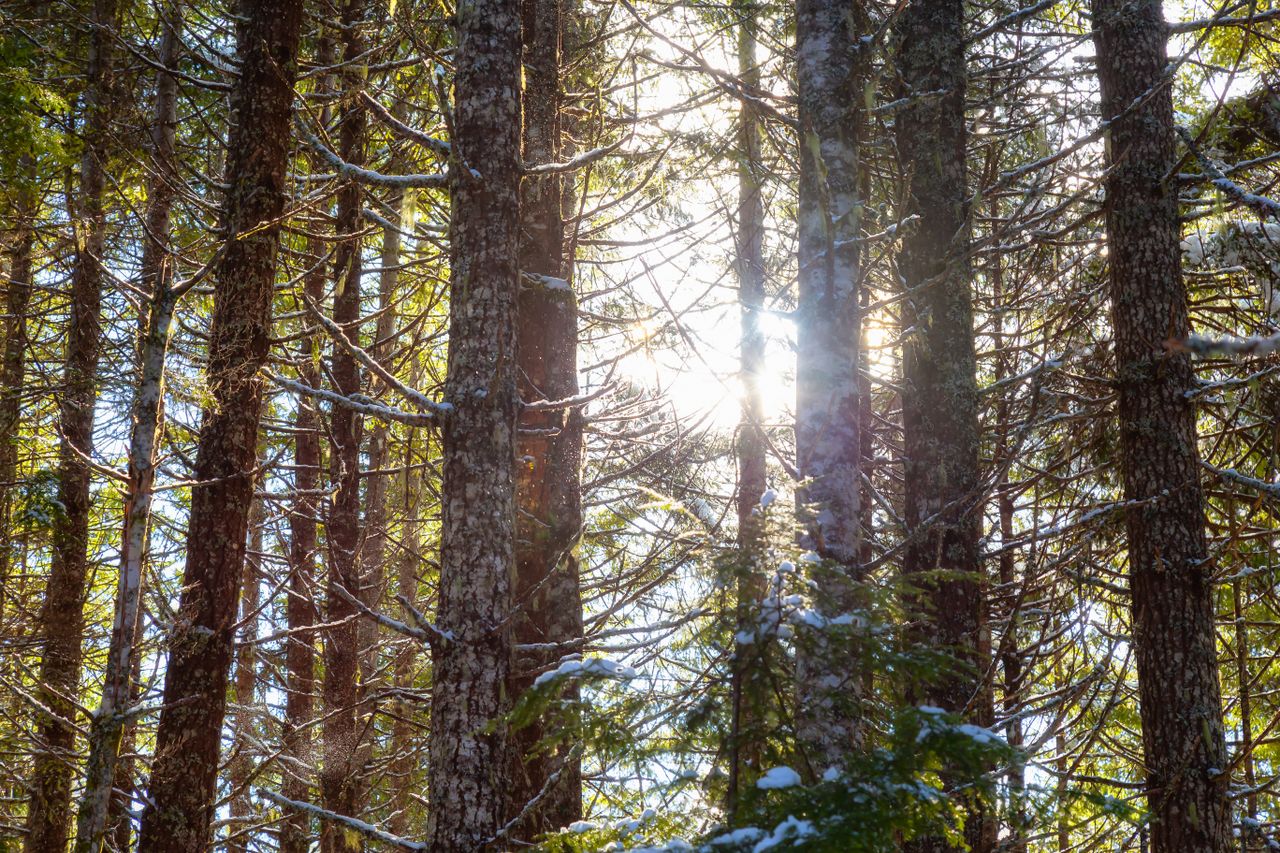 FII: Economic value of Sitka spruce 'increasingly apparent'