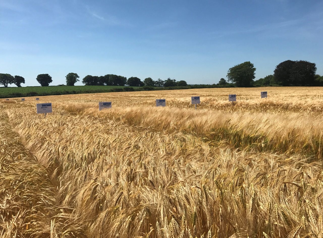 Decision time on winter barley seed