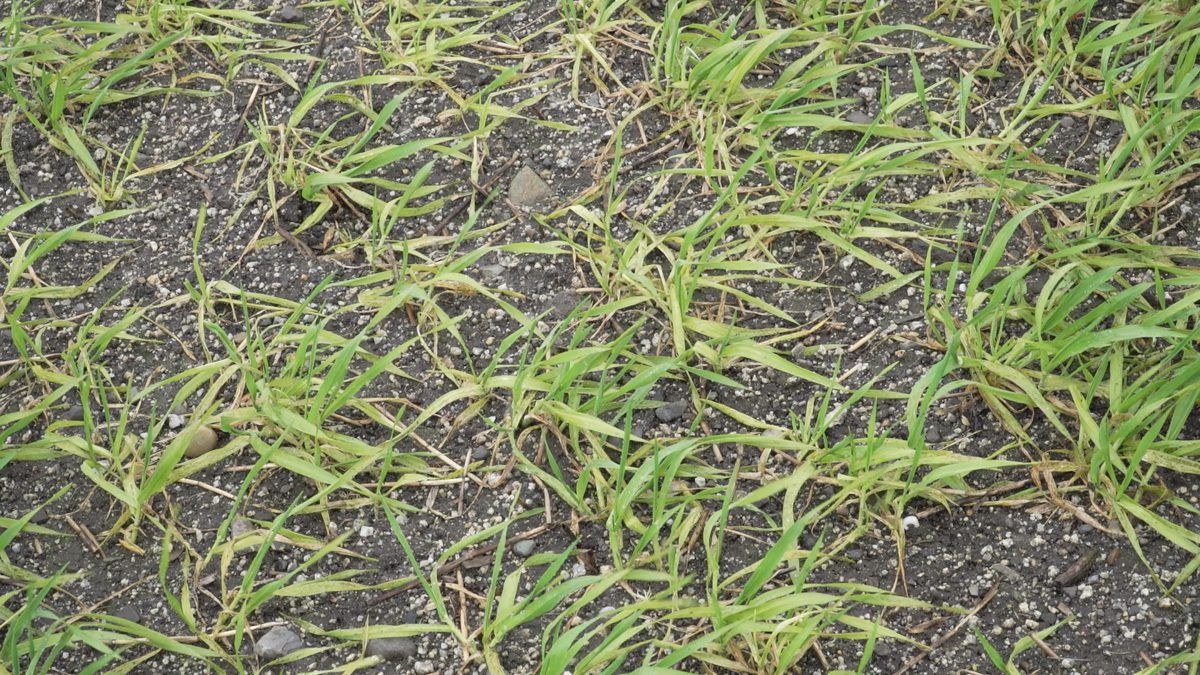 Trace elements and nutrition essential as weed sprays are applied