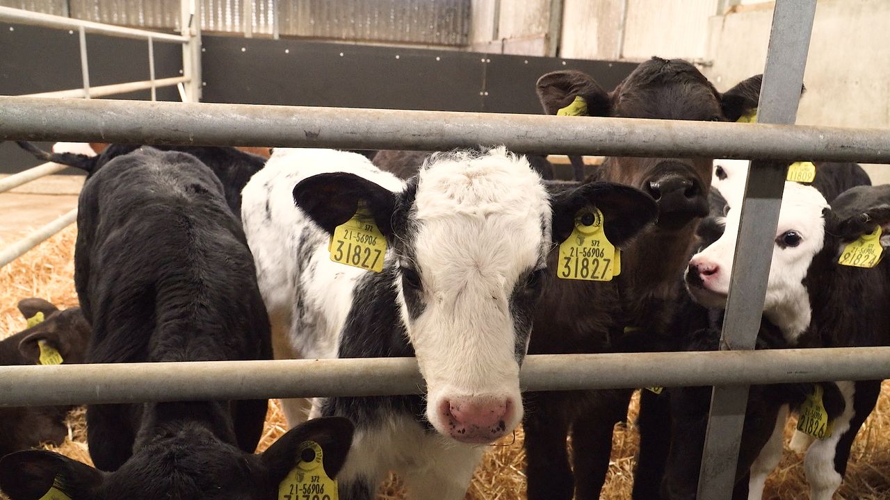 Video: How to manage the dairy calf on arrival to the beef farm