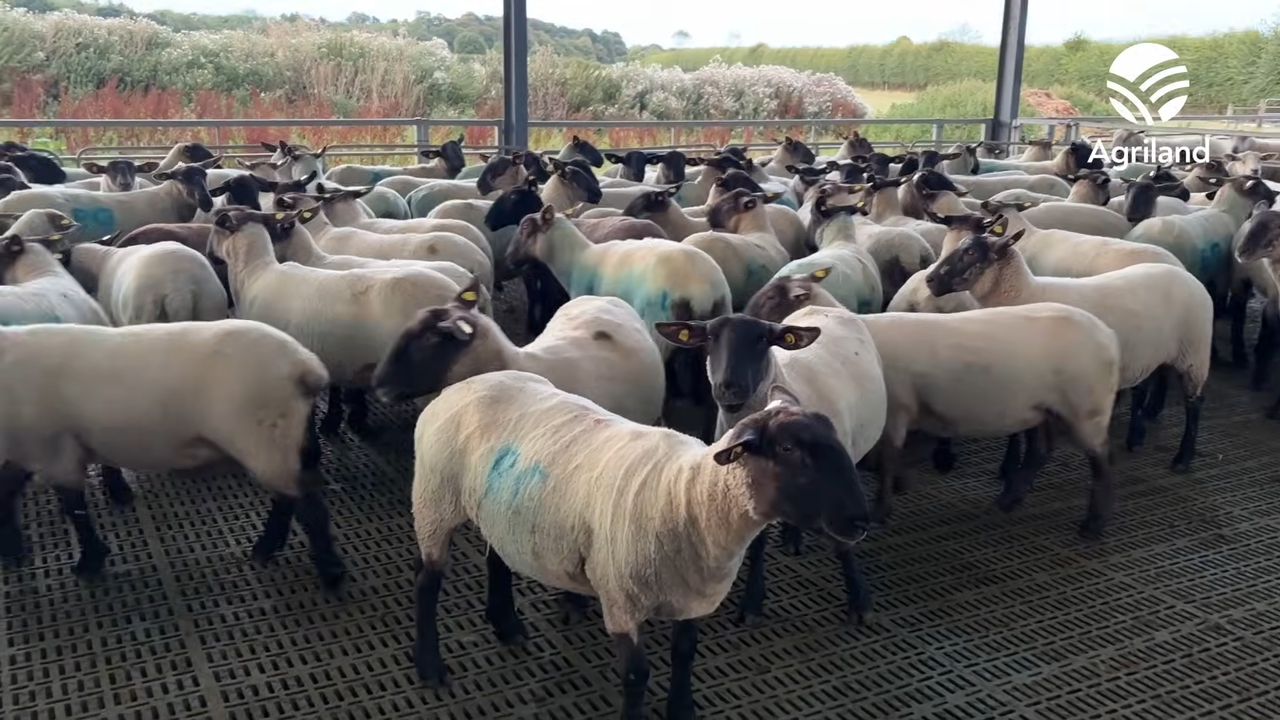 Meath 640 ewe sheep farm hosts ICM lamb production event
