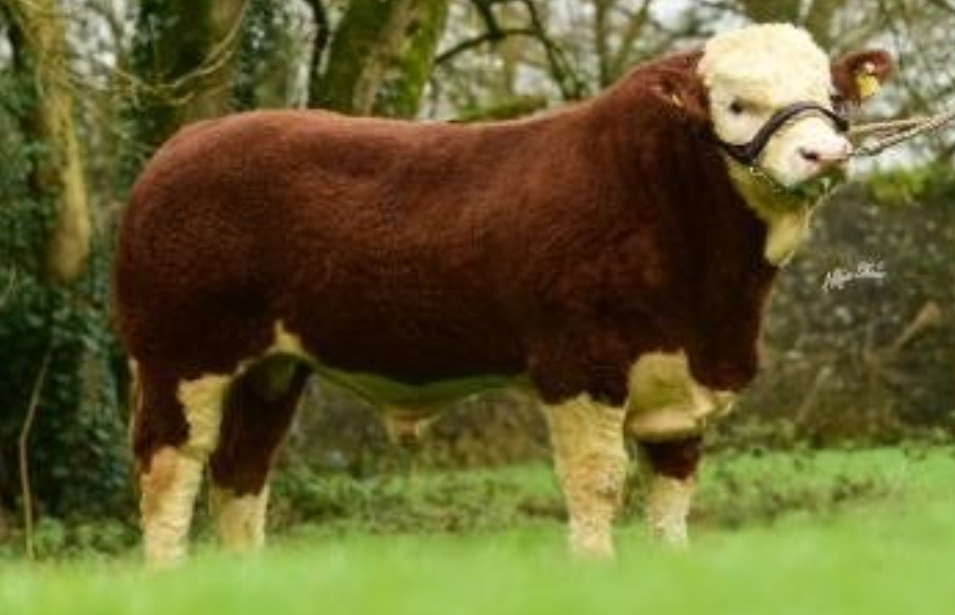 Case study: Gene Ireland Programme delivering the goods