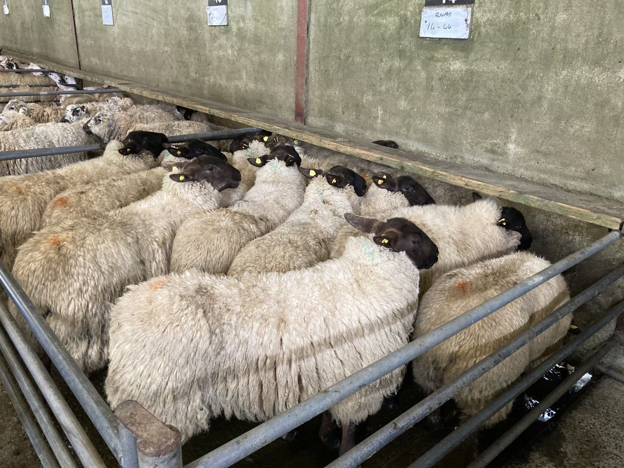 Tight hogget supplies and poor grass growth sees UK sheep kill fall in April