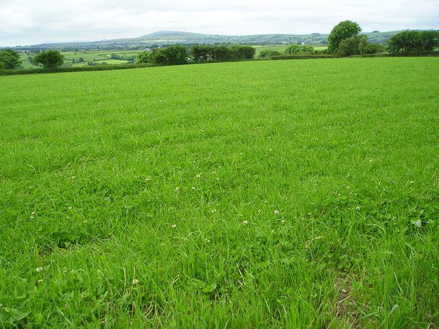 Grass advice: Making the most of your 'cover'