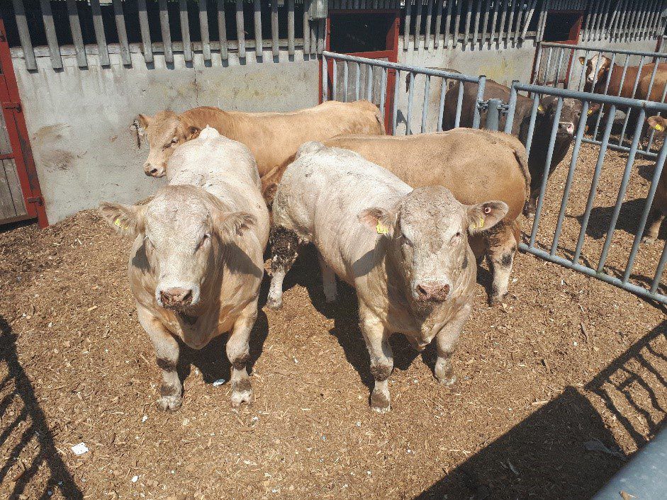 Bull beef: What price do I need to just break-even?