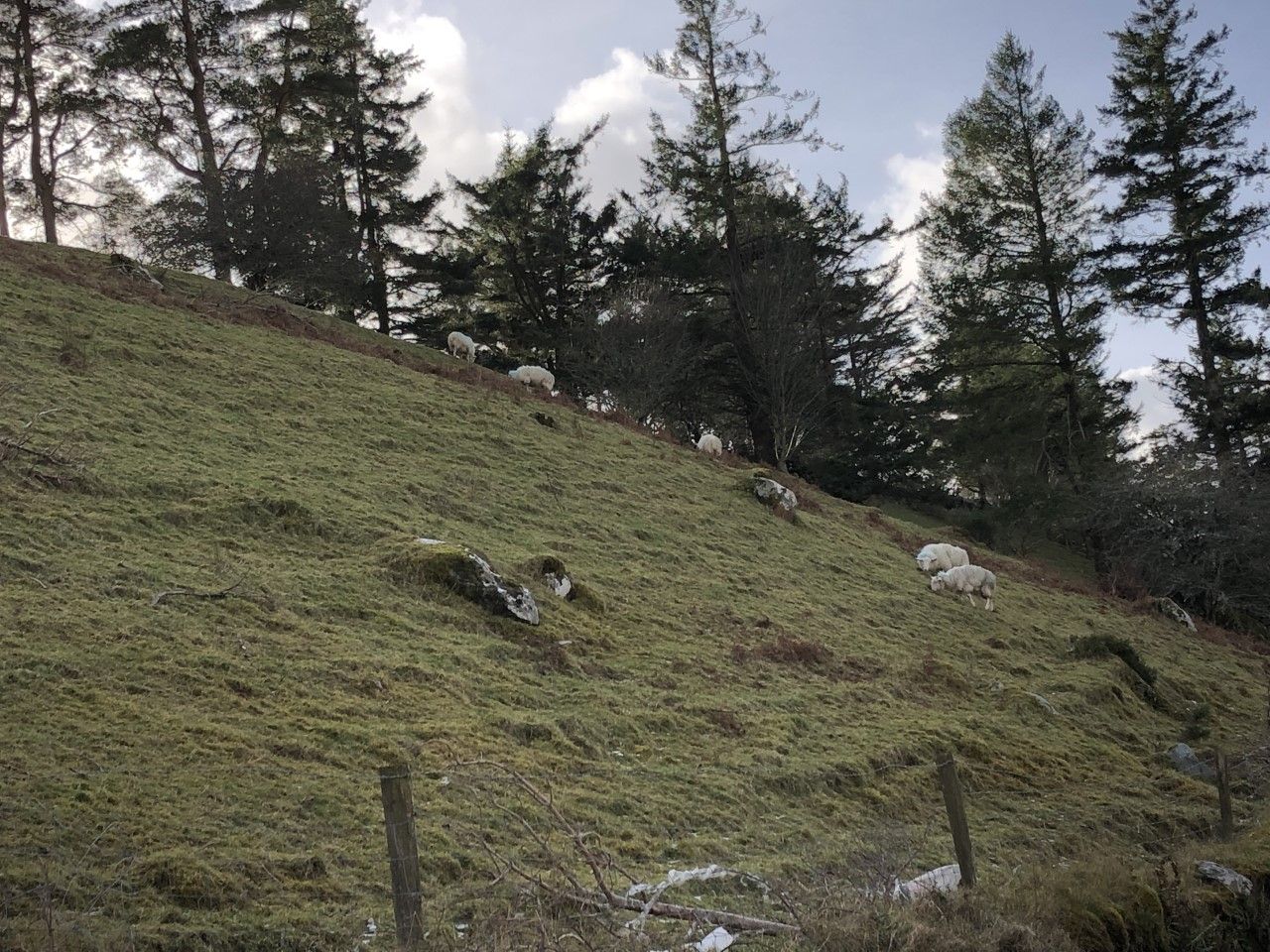 First of 2 virtual Teagasc Hill Sheep Conferences taking place this evening
