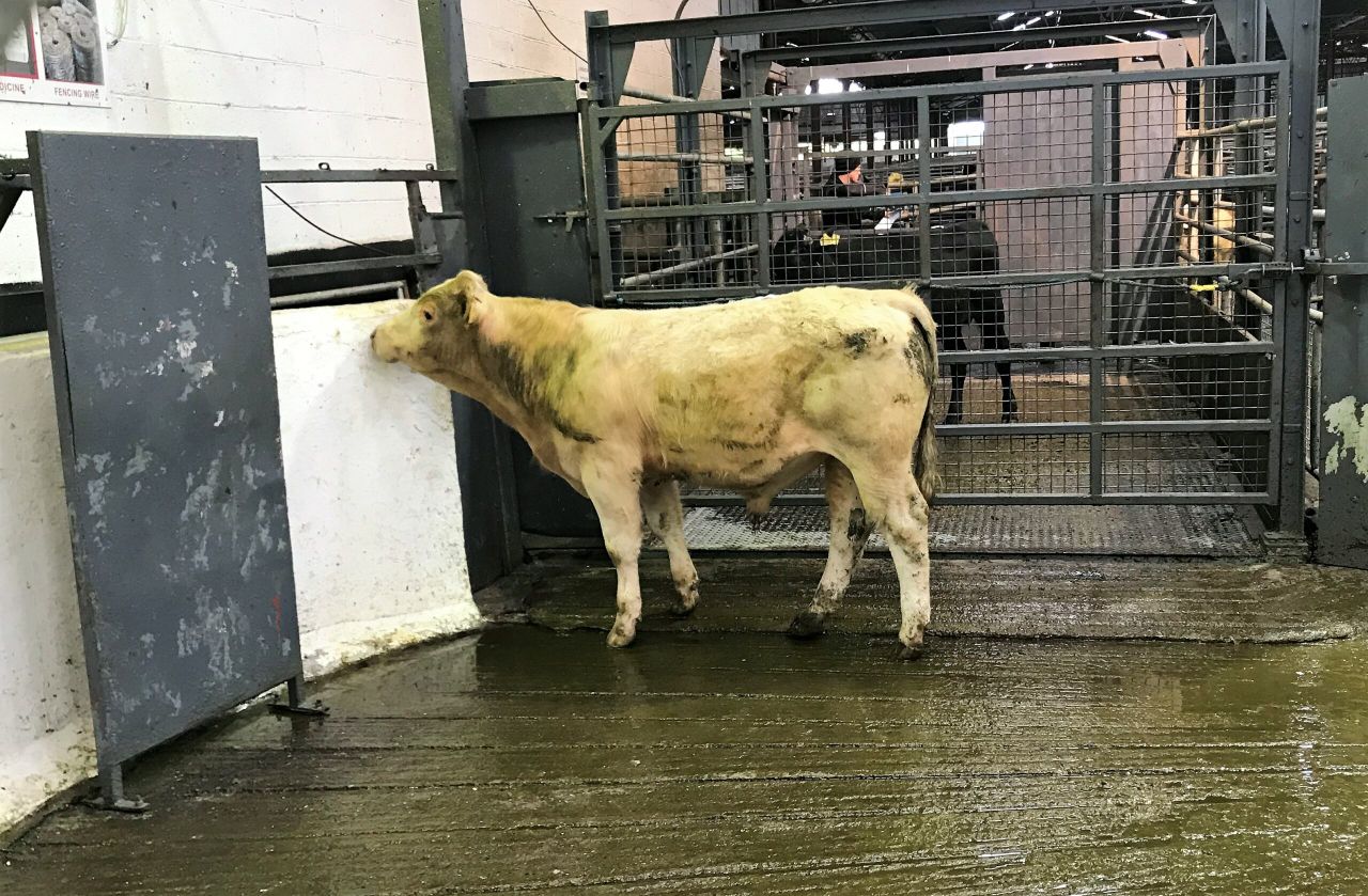 Pics and prices: Weanling bulls sell to a top call of €3.35/kg at Carnaross Mart