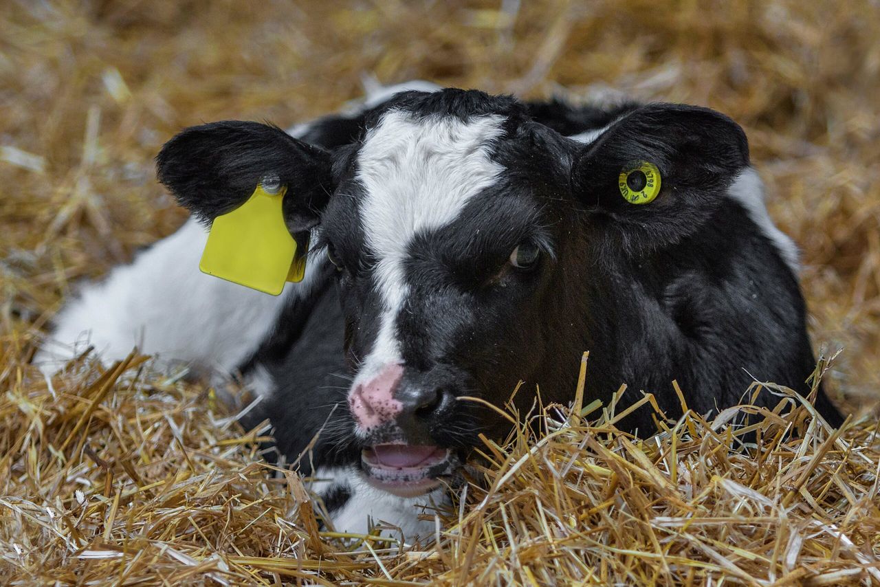 Netherlands calf-rearing study tour planned for NI farmers