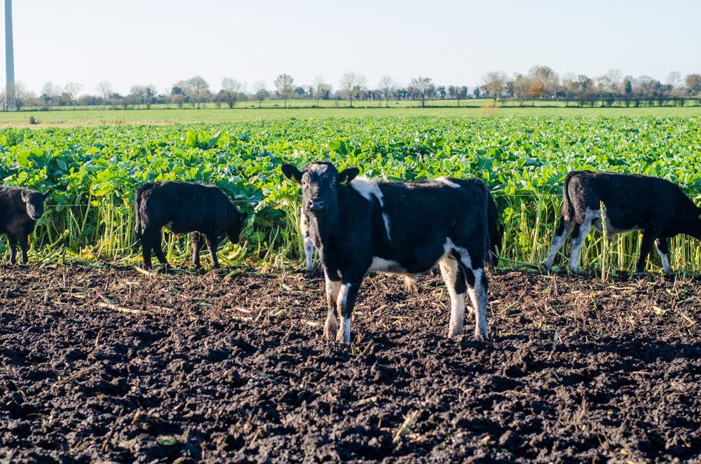 Cork-based exporter seeking 2,000 Friesian bulls for Libya