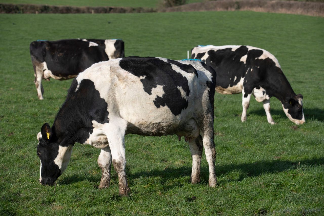 Agriculture revealed as NI's largest source of emissions