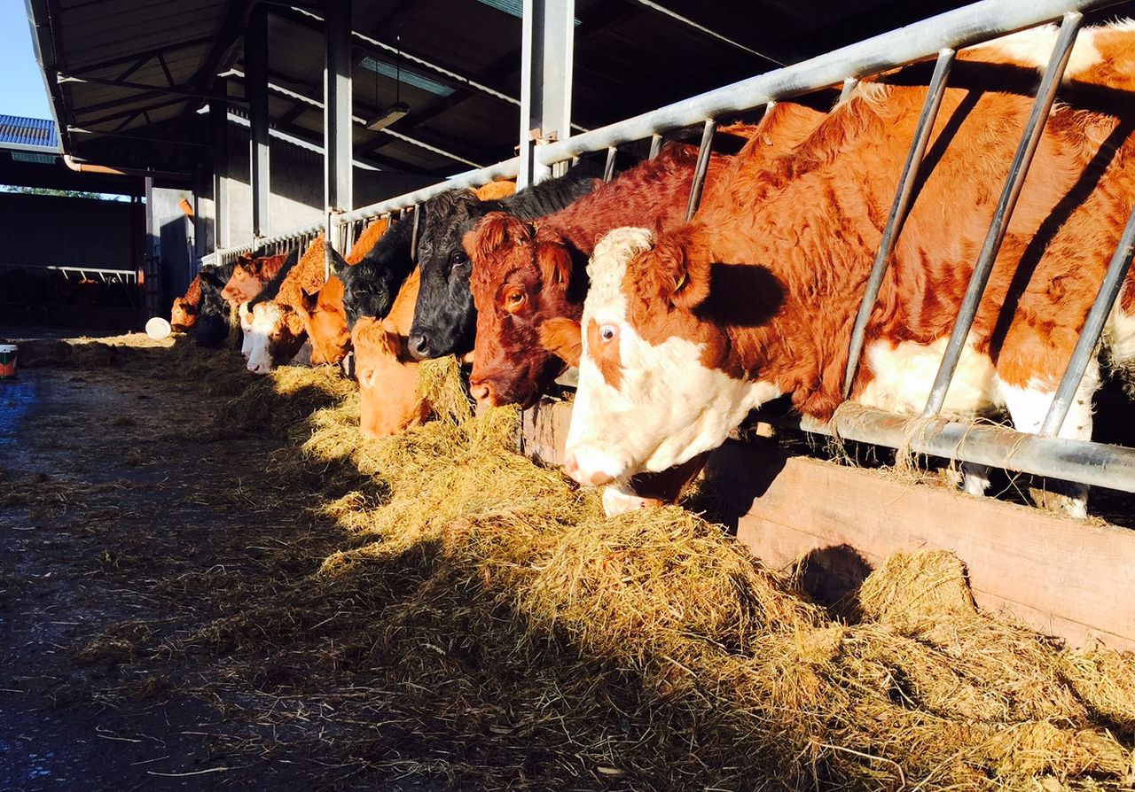 UK cattle trade steadies for the first time since March - AHDB
