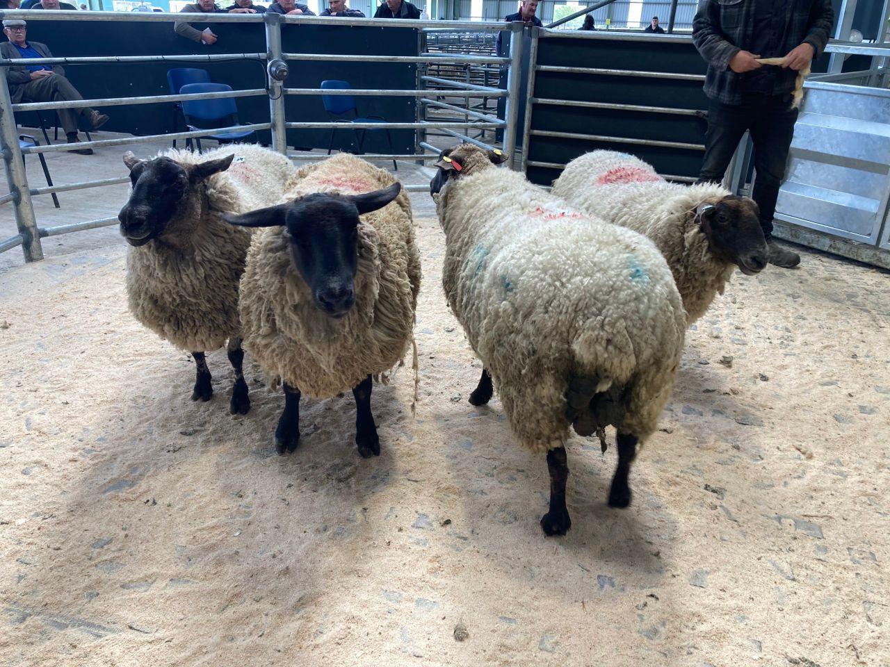 Take advantage of the strong trade for cull ewes