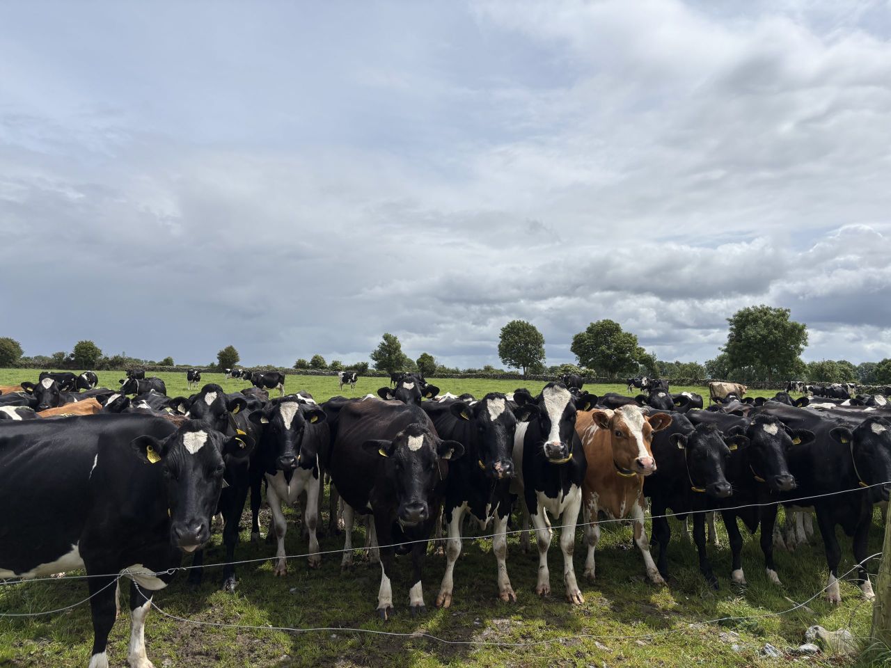 'Ruthless' breeding and grass management in Galway