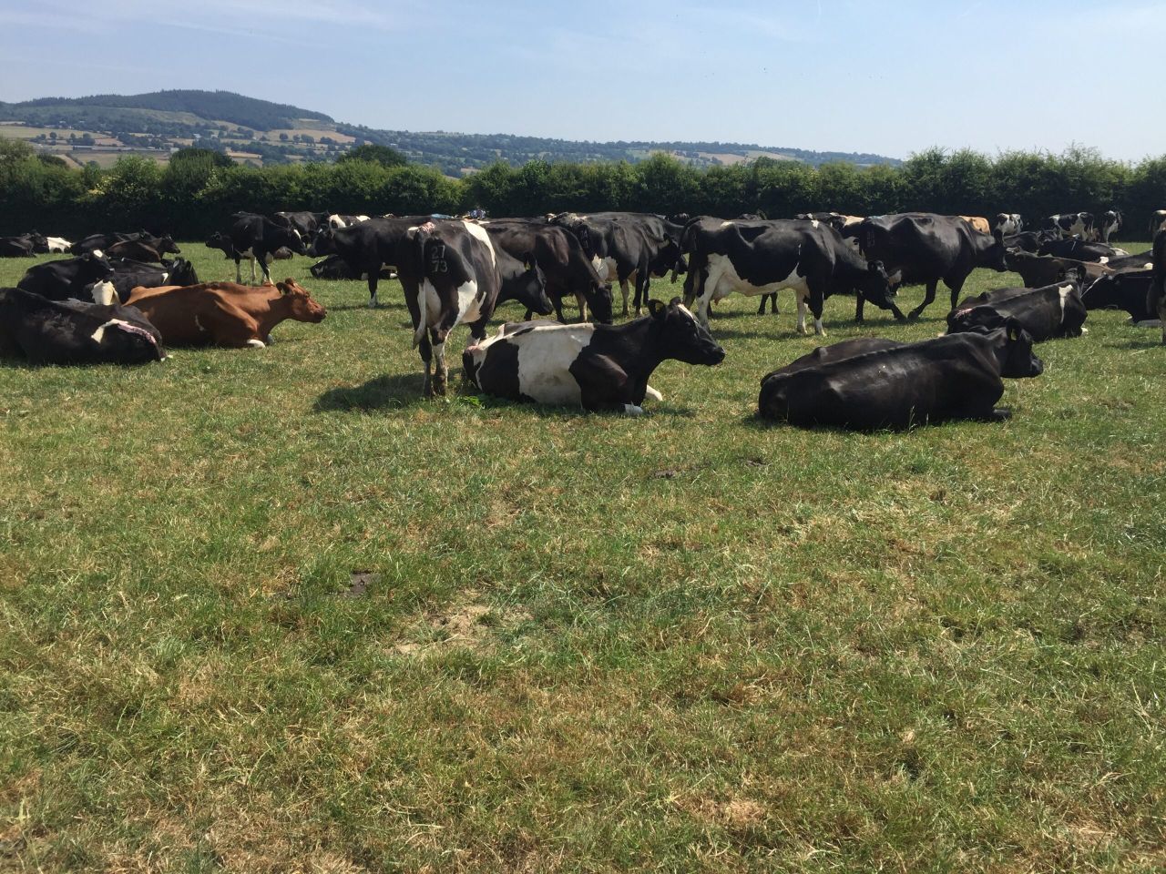 How is the Kildalton dairy herd managing through the drought?