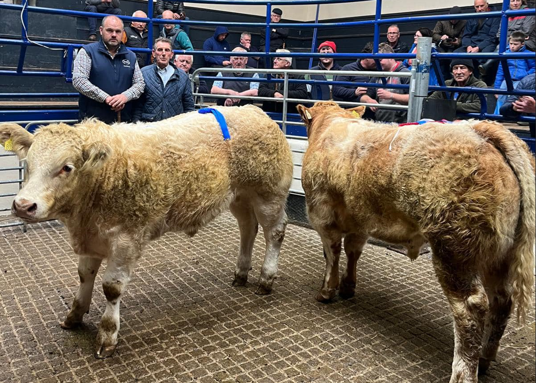 Powerful mart trade for weanlings rolls into October