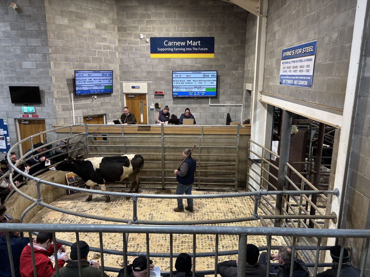 What are in-calf dairy heifers making ahead of spring calving?