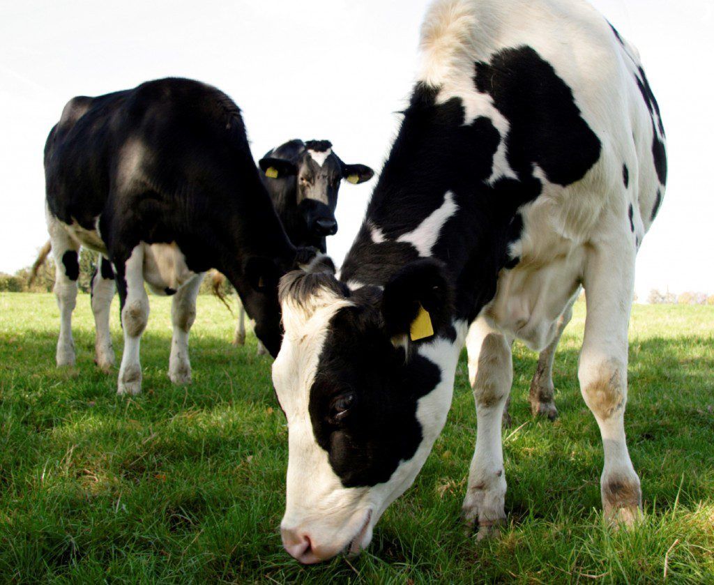 No solutions served up at crisis dairy meeting in Belfast