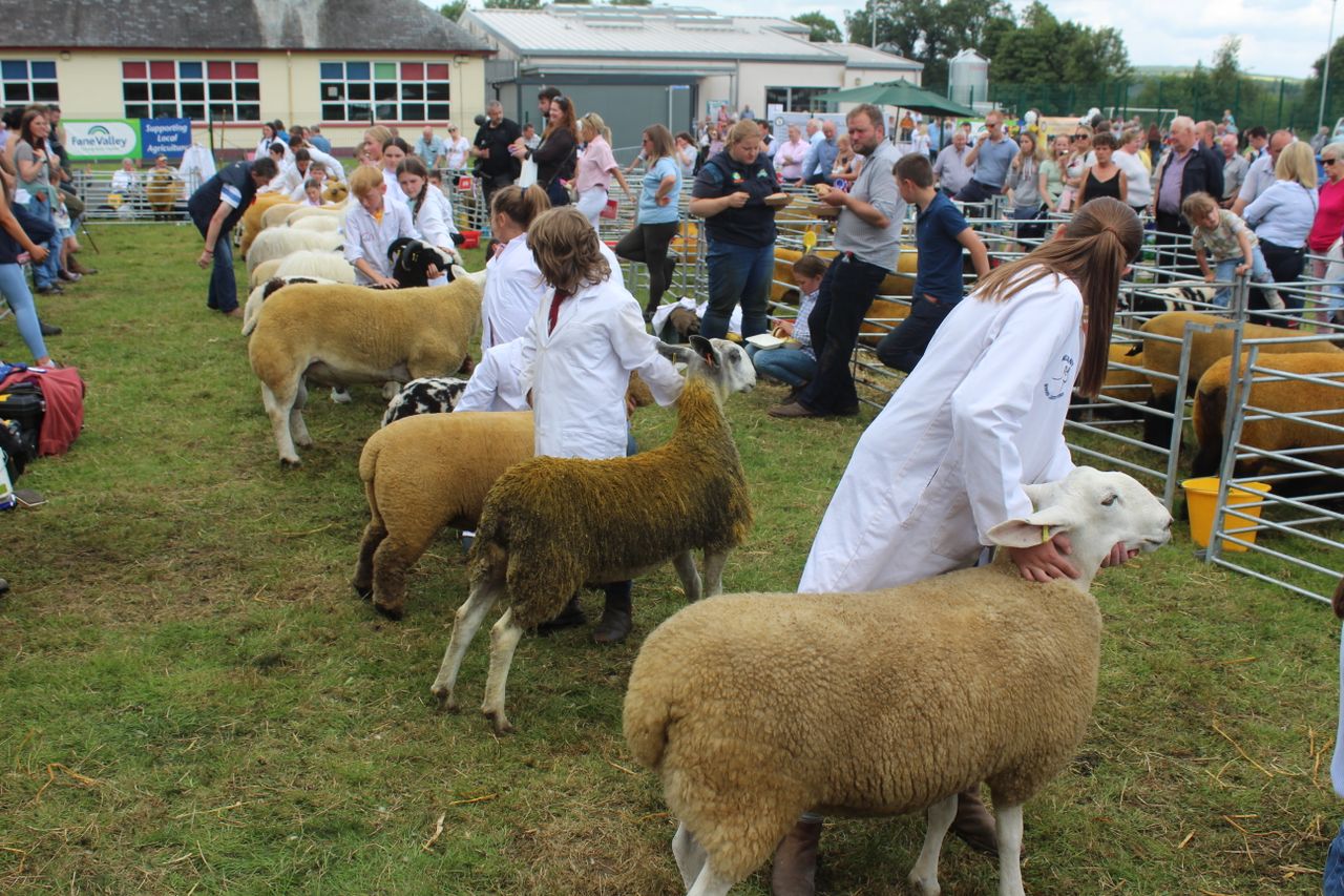 Sheep numbers are on the decline across Europe