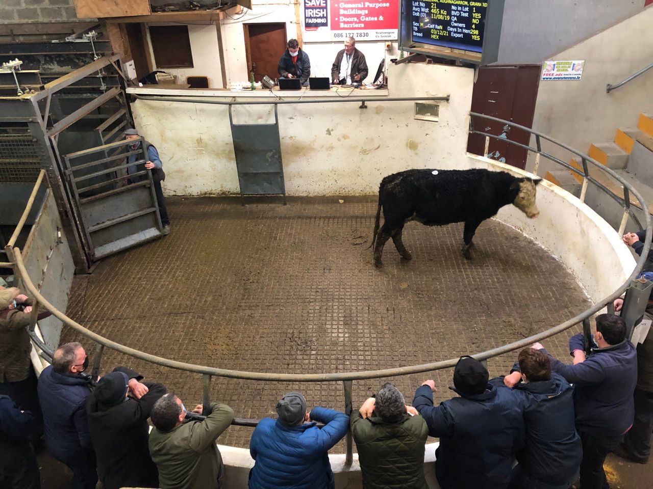 Mart report: Store cattle 'a powerful trade' at Granard