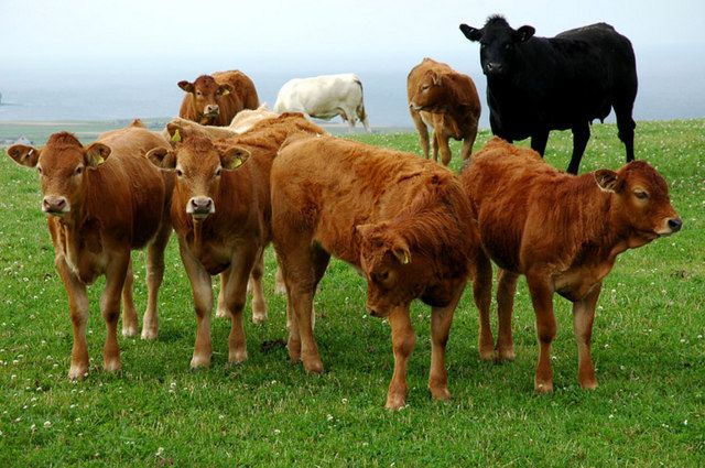 International animal genetics conference in Dublin this week