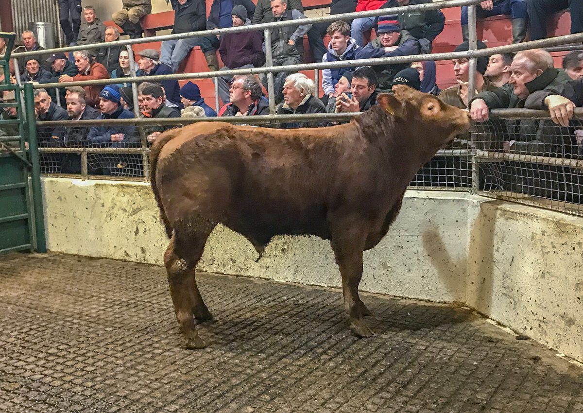 Weanling bulls hit €3.60/kg at Mountrath Mart's E and U-grade sale