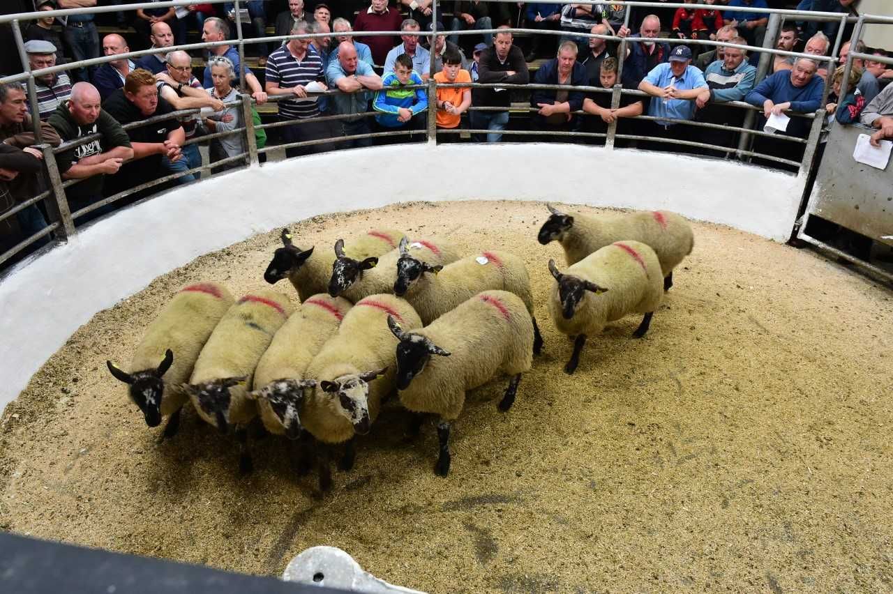 Tullow show and sale: Ewe-lamb trade 'exceeds expectations'