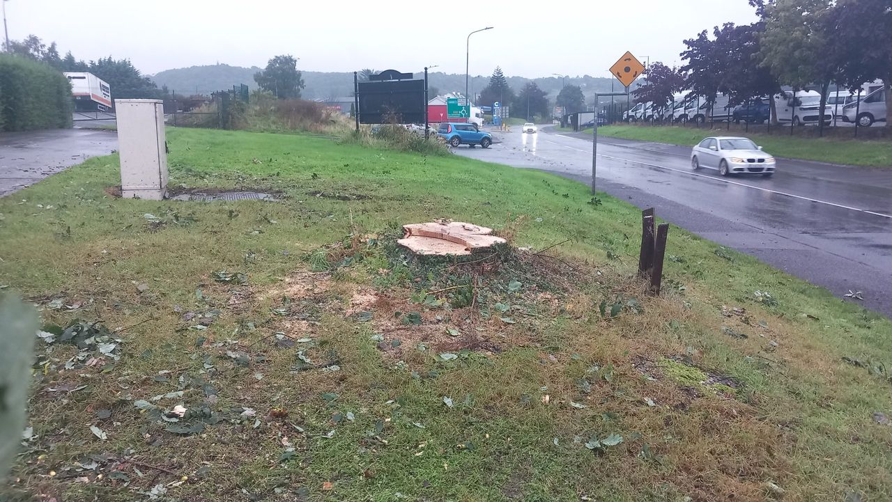Donegal County Council defends decision to cut down 90-year-old oak tree