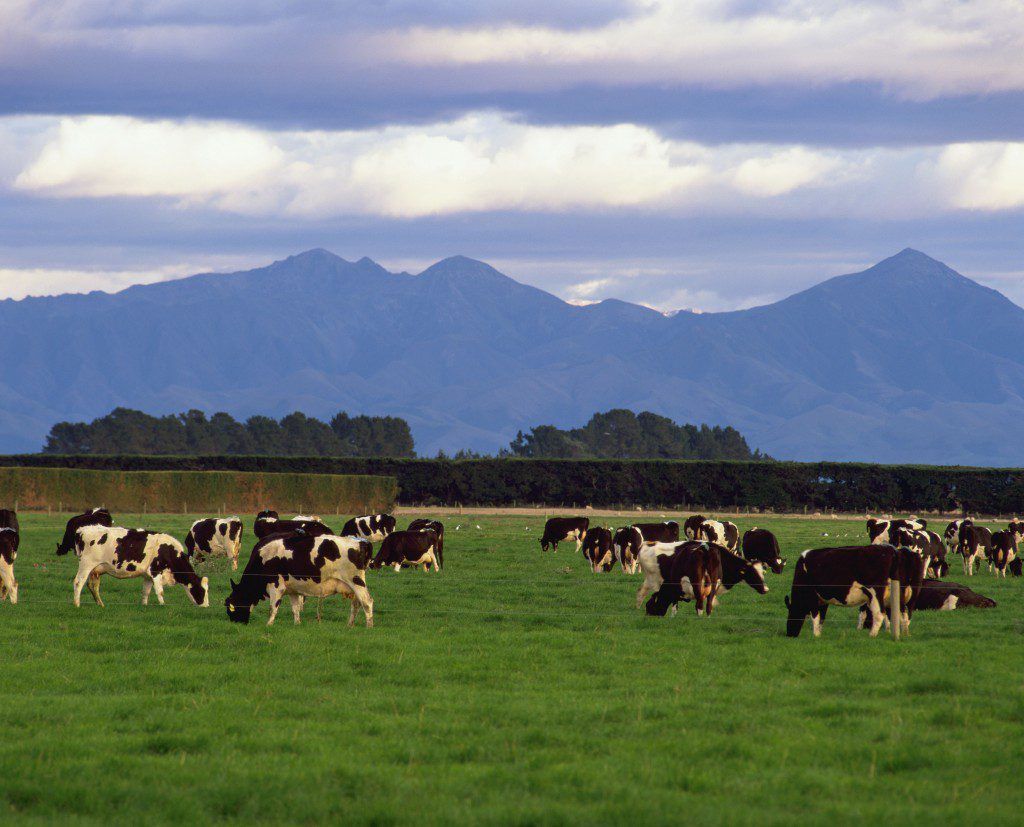 New Zealand (not Ireland) worst hit by dairy downturn - Rabobank