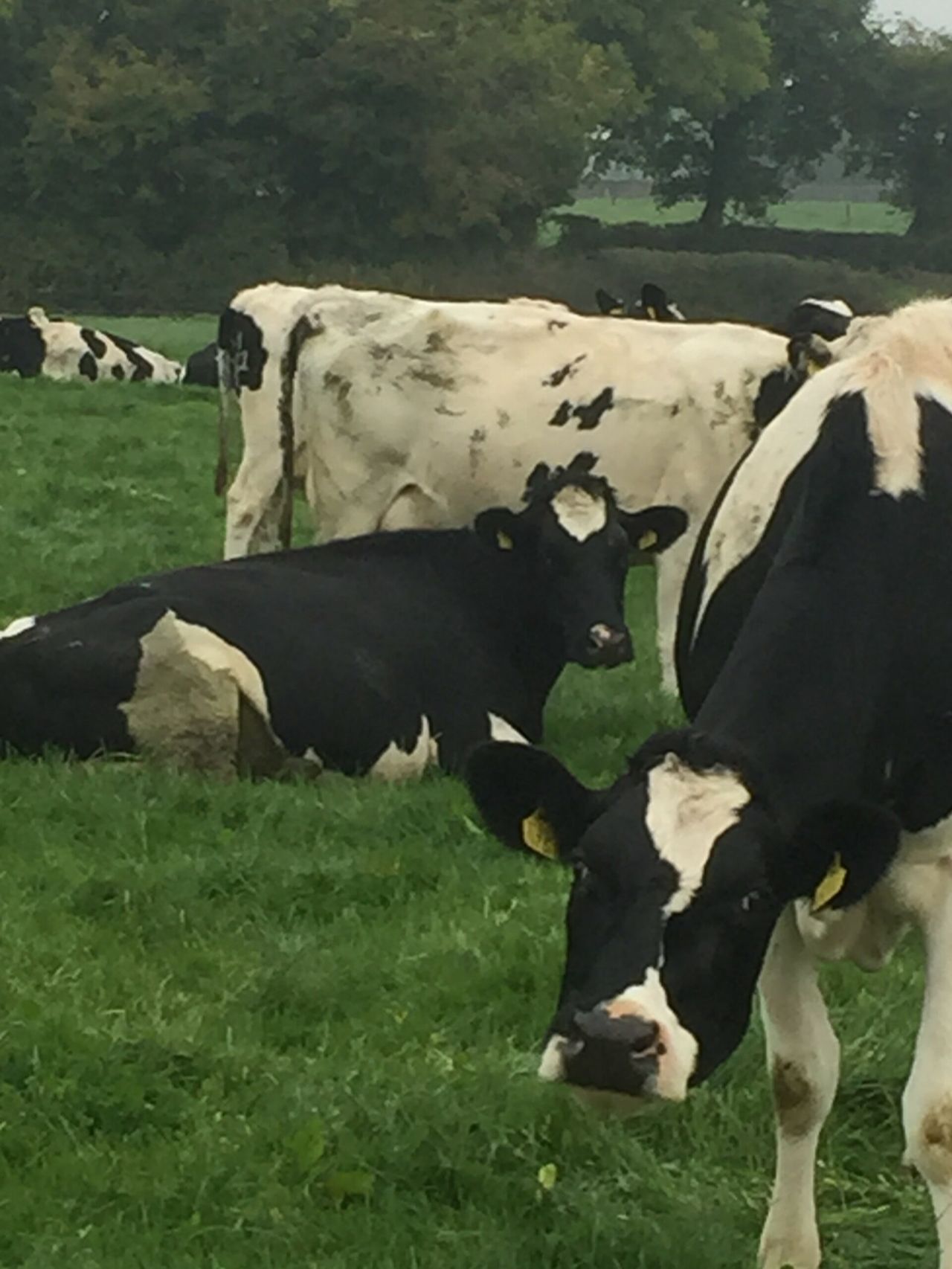 'Worms an increasing problem within dairy herds'