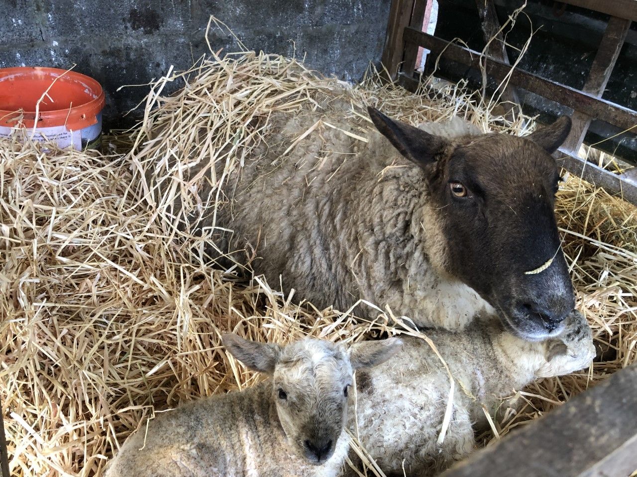 Managing ewes and lambs during adverse weather conditions