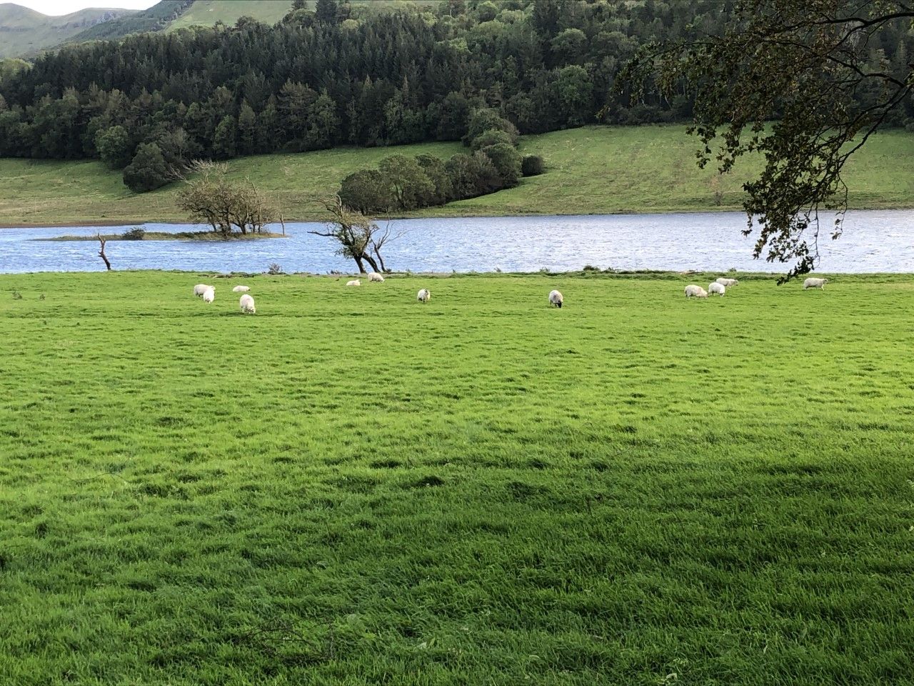 Action needed at a critical time for the sheep sector