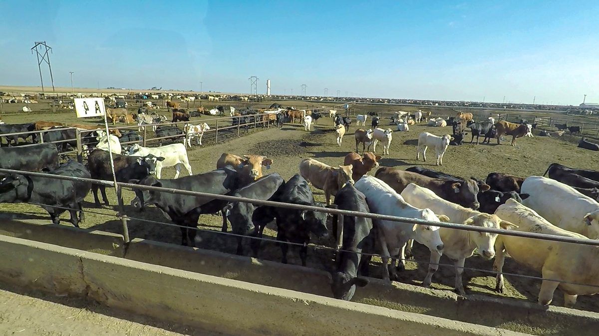 Beef focus: Inside the gates of a 50,000 head feedlot in Texas