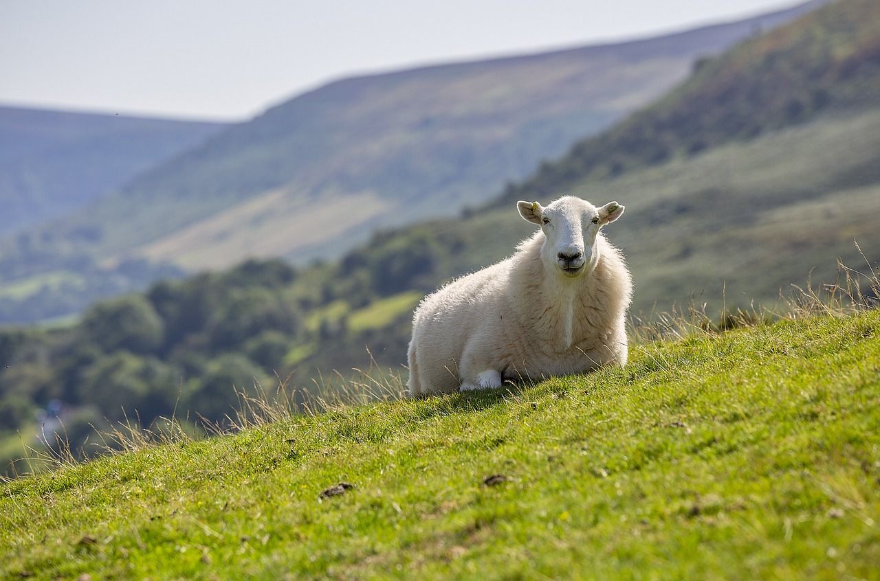Dawn Meats' New Zealand deal 'nothing short of betrayal' - ICSA