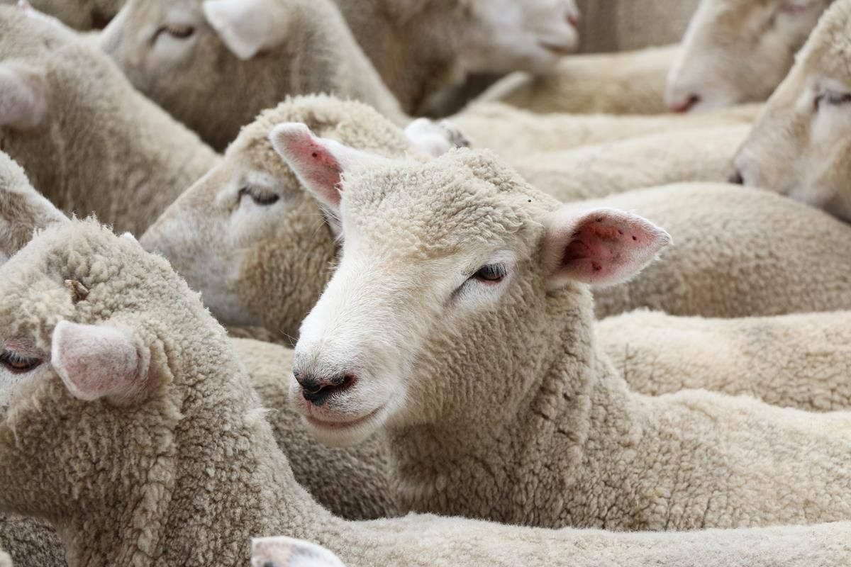 Quarterly Australian lamb slaughter 'highest on record'