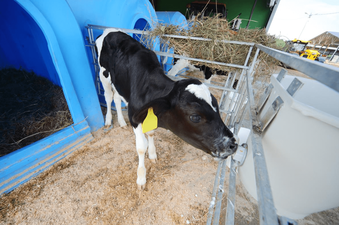 What should I feed my calves during the cold temperatures?