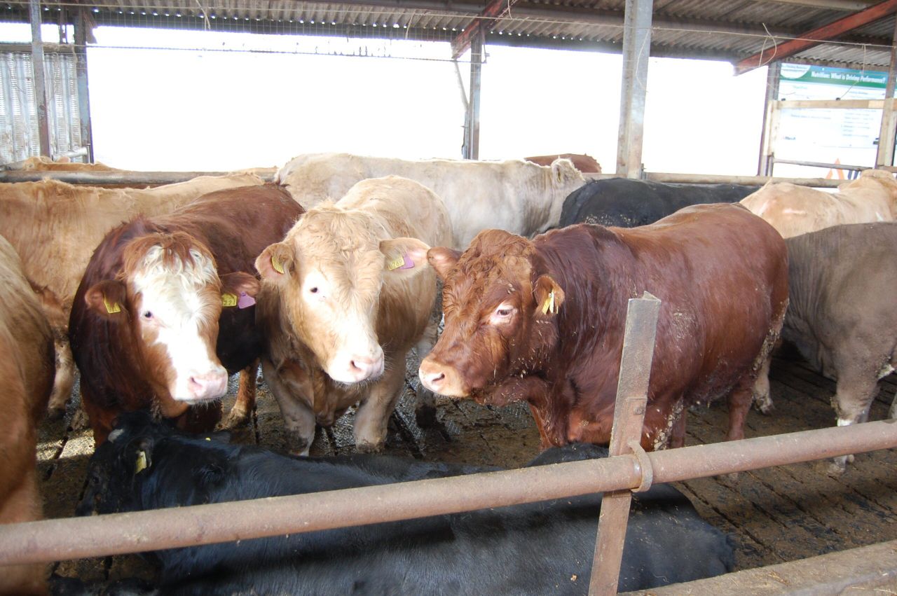 'Major beef project' seeks beef personnel to get involved