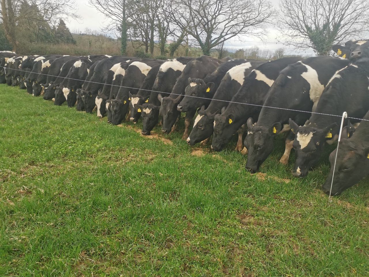 100 high EBI Holstein Friesian heifers for sale in Tipperary
