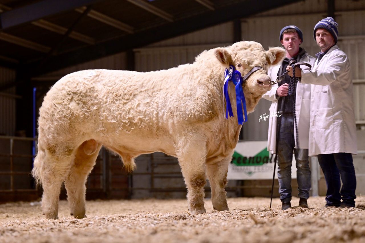Charolais Christmas Cracker sees top-price go to Ballina breeders