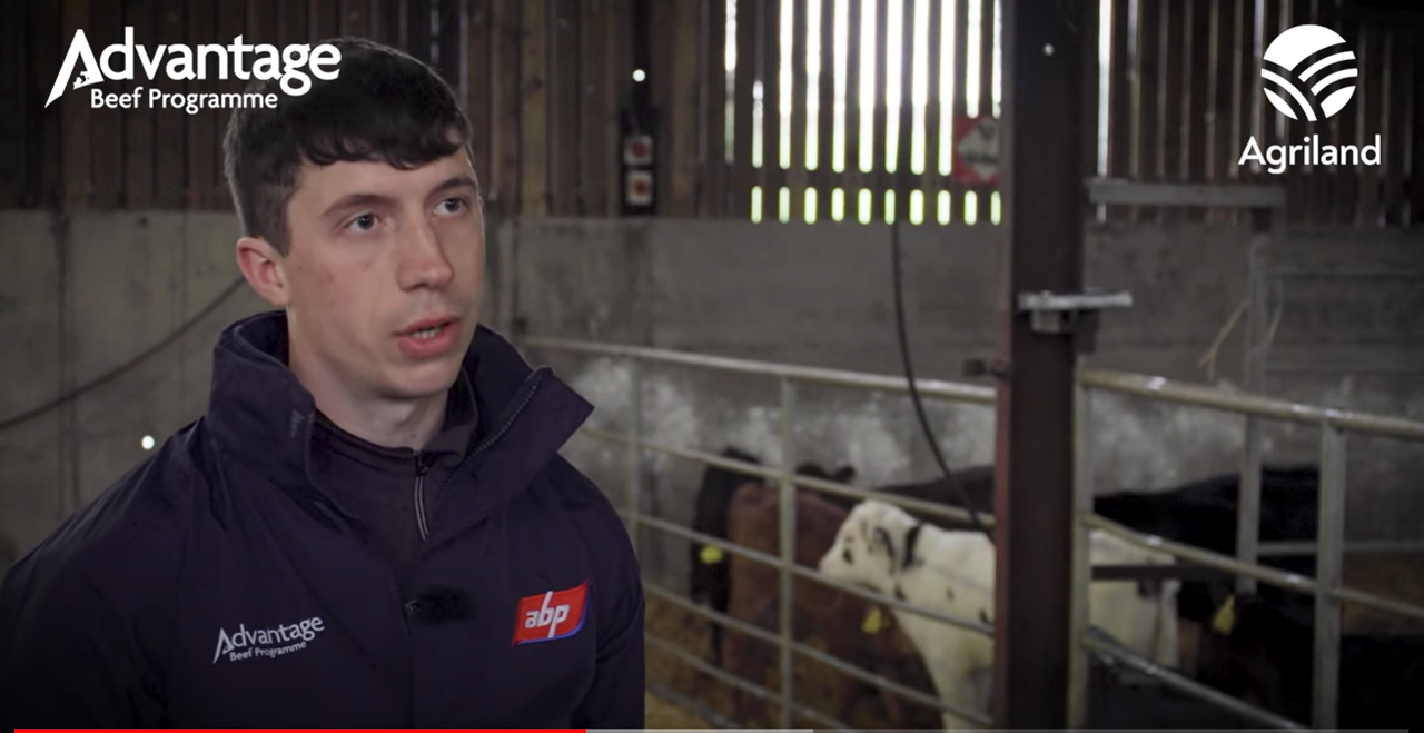 Video: See inside ABP Demo Farm's calf-rearing operation