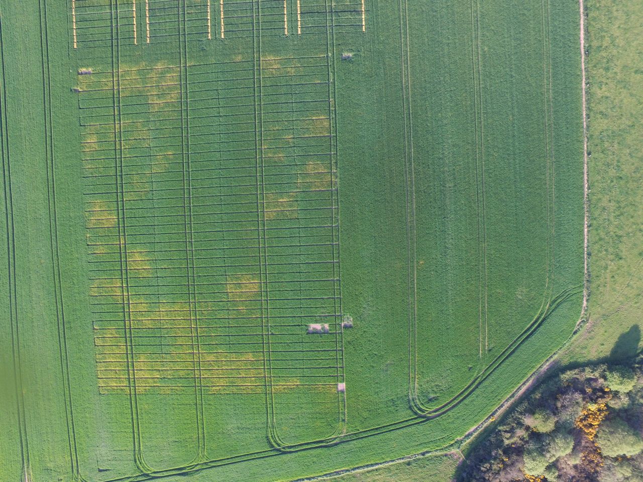 How best to manage BYDV threat in winter cereals