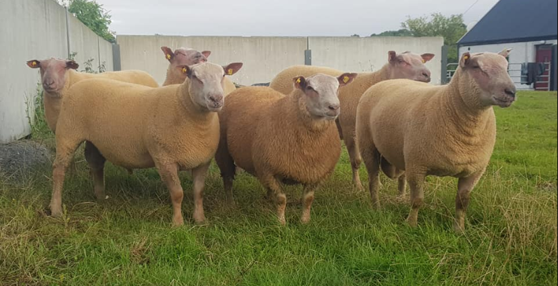 Big Boy Ram Sale: Blue Texel ram tops the sale at €1,200