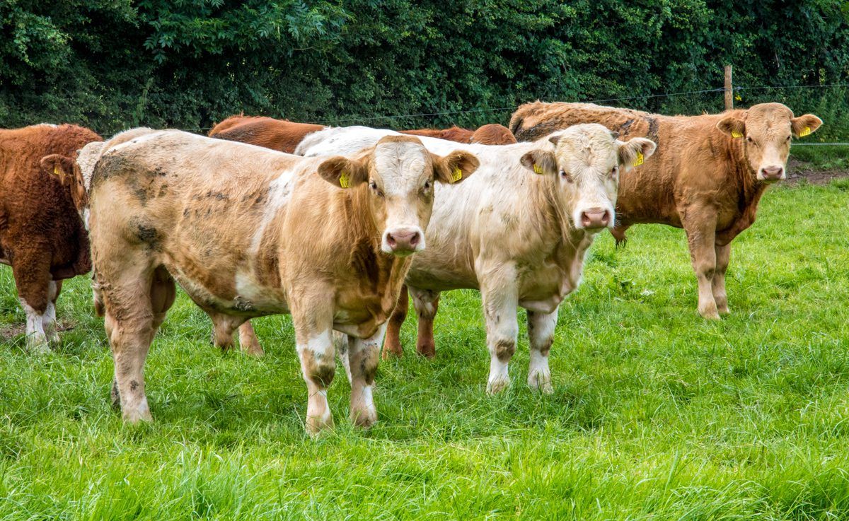 Healy-Rae: Live export moves 'should reflect better prices for farmers'