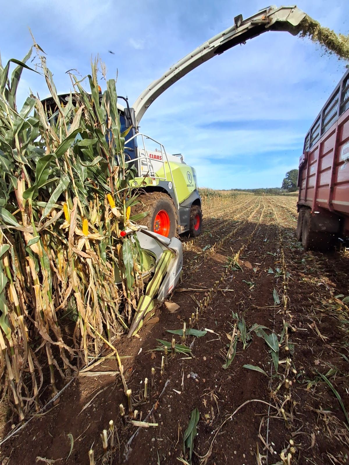 Forage maize crops yielding well in south Antrim